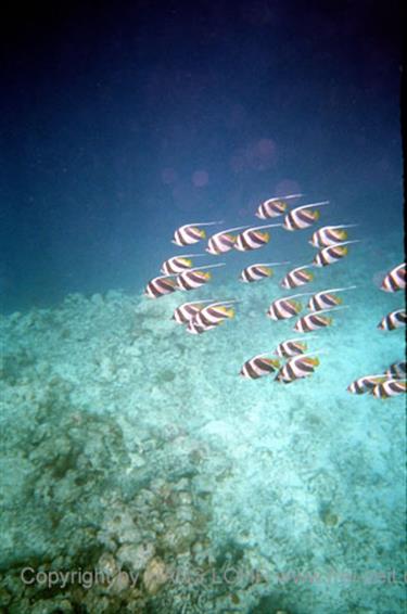 Meedhupparu 2004 Unterwasser-Fotos,_834_15 B_478